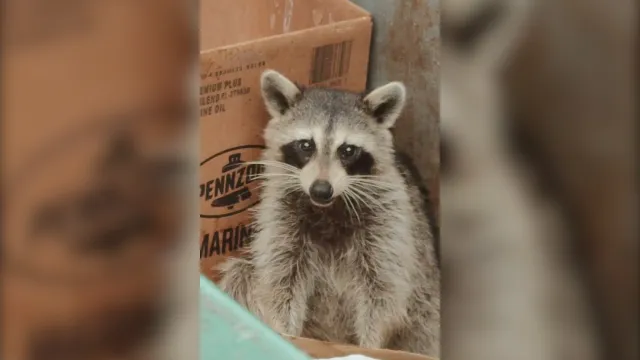 raccoon dumpster fire video