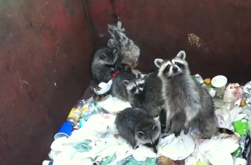 Exploring the “Raccoon Dumpster Fire Video”
