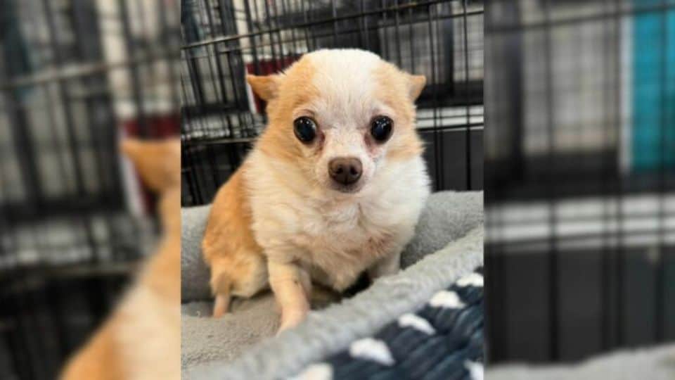 Tiny Senior Chihuahua With No Teeth Captures Hundreds of Hearts Just by Being Herself
