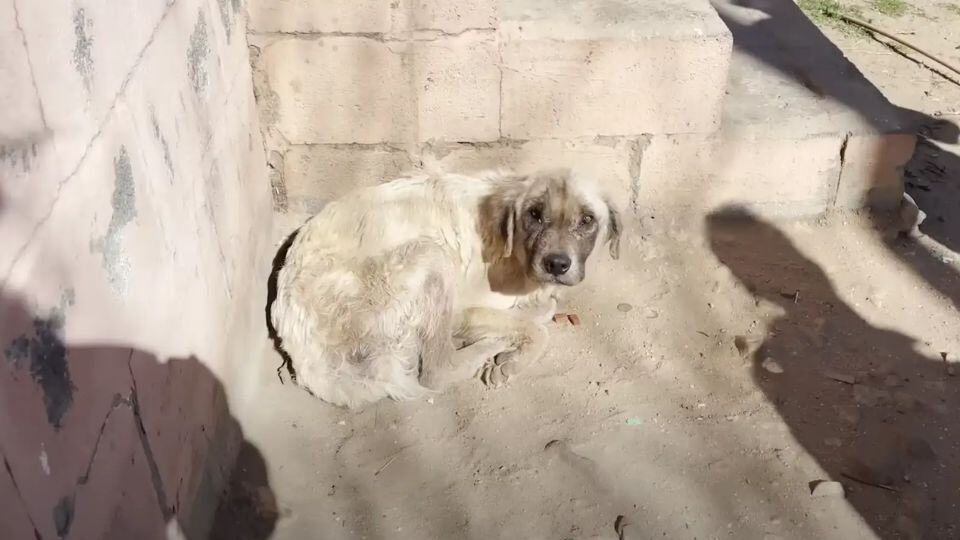 Sad Dog Slept Outside for Three Years Before Finally Finding a Forever Home
