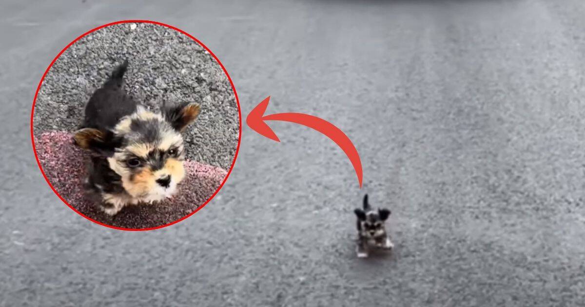 Rescuers Spot Tiny Starving Puppy Crying On The Highway And Spring Into Action