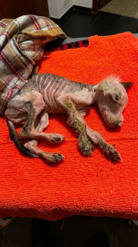 Abandoned Like a Broken Toy — The Tiny Puppy Who Refused to Let His Light Go Out