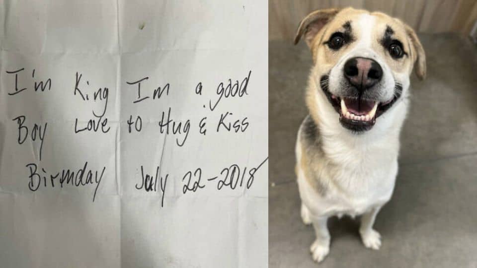 Dog Found Outside Burger King Reunites With Mom In Tearful Scene