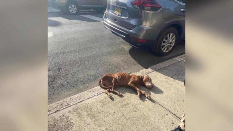 Passersby Shocked After Discovering Dog Lying Helpless Yet Still Alive