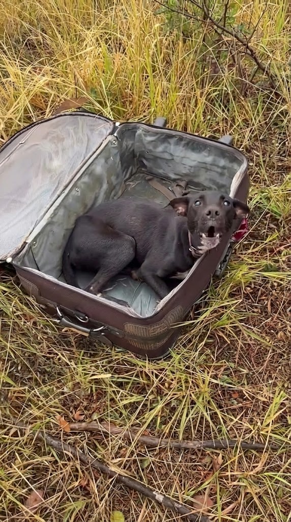 He Was Sealed Inside a Suitcase — But His Heart Refused to Stop Beating