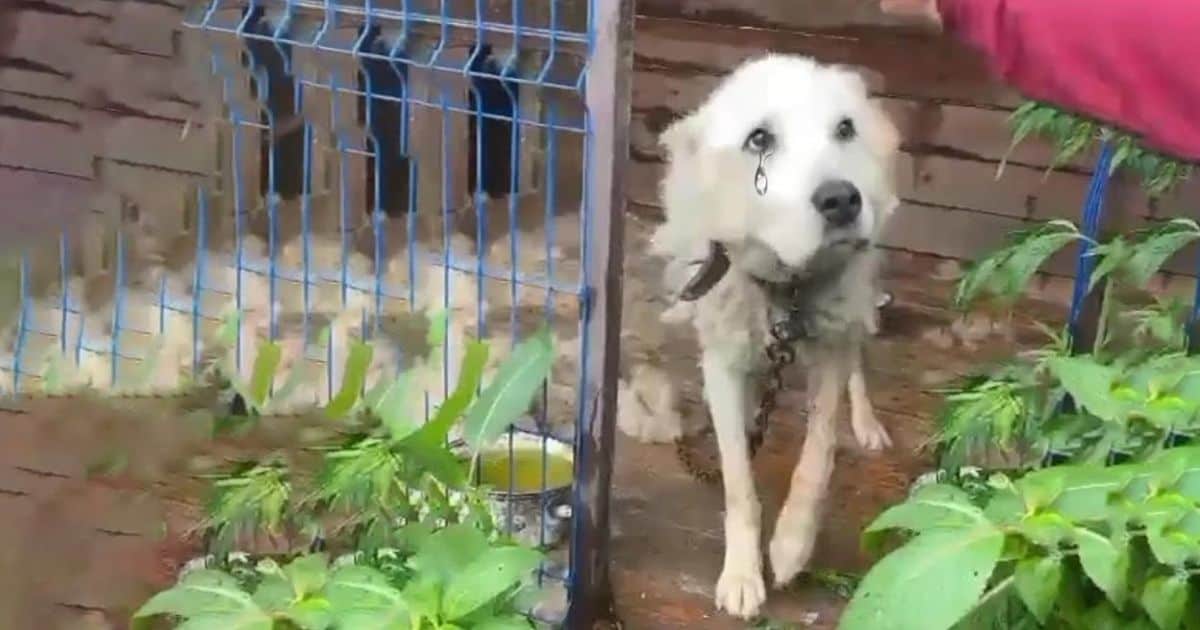 A Dog’s Remarkable Journey from Darkness to Love After Ten Years in a Cage