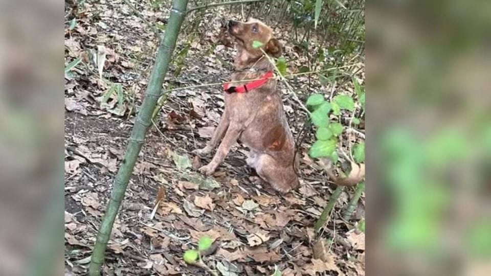 A Lonely Cry in the Woods Leads to the Rescue of a Forgotten Dog