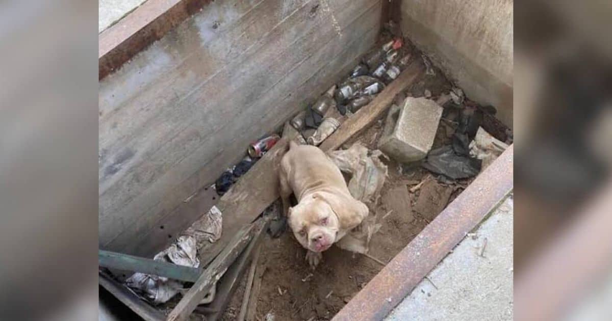 Say-Eye Dog Trapped in Cement Hole Finally Rescued, Finds His Perfect Family