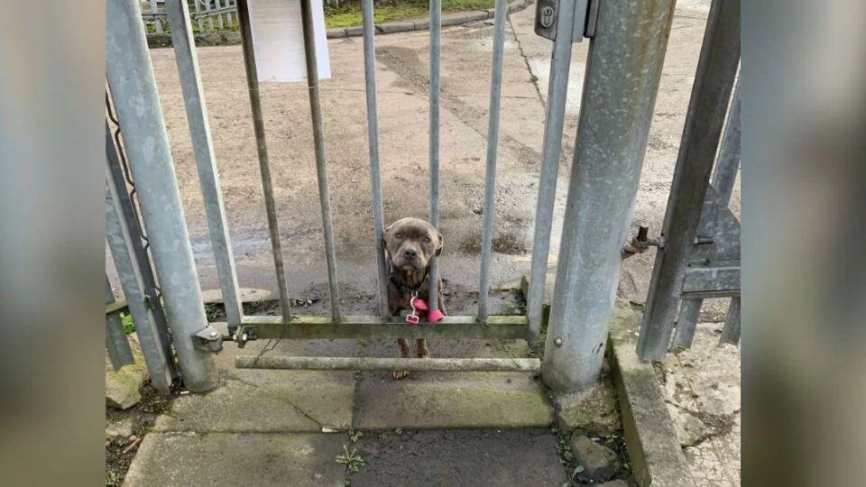 This Lonely Dog Pressed Her Face Through The Bars Hoping For Help