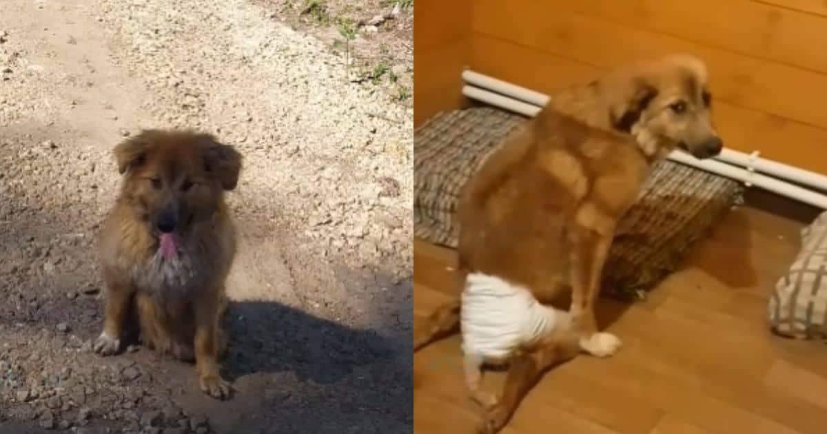 Wheels of Hope: Pup With Broken Spine Found Happiness Against All Odds