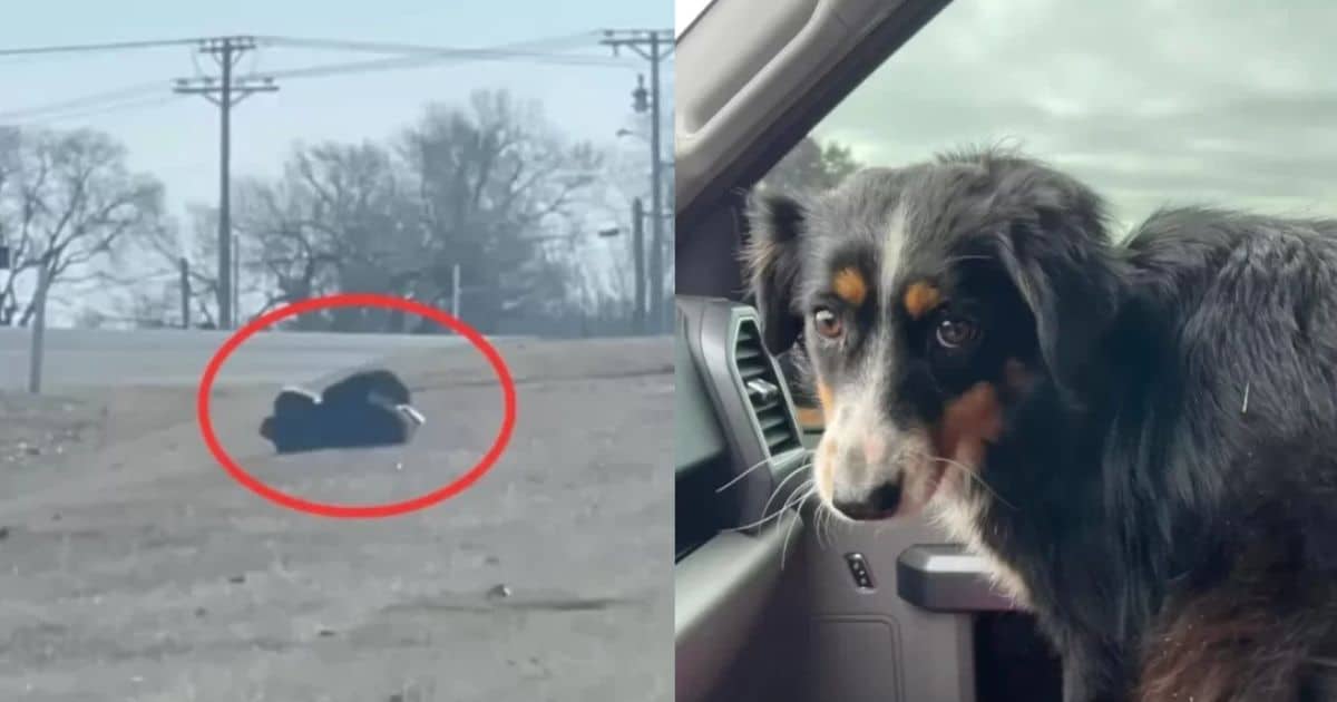 This Stubborn Dog Who Refused To Be Rescued Was Hiding An Adorable Secret
