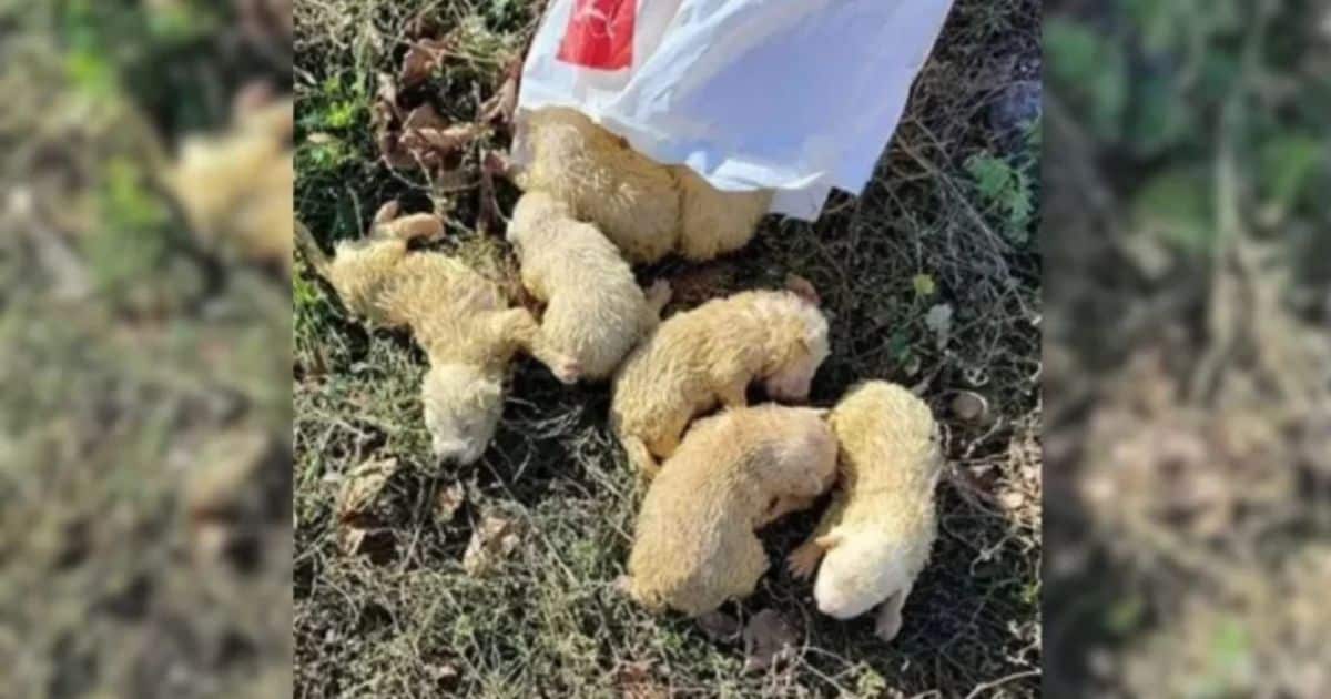 Hikers Rescues Five Abandoned Puppies In a Bag And Helps Them Find A Forever Home