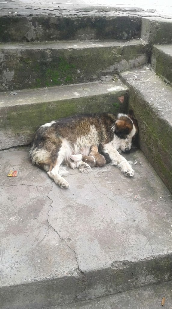 She Was Left at a Gate While Pregnant — Hours Later, She Gave Birth on Cold Concrete