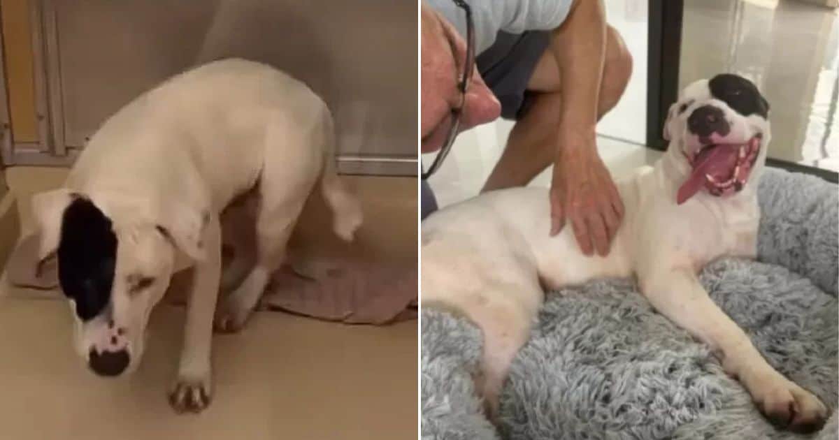 Dog Who Spent 420 Days On A Hard Floor Can’t Contain His Joy With His New Bed