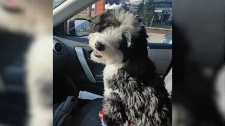 Dog’s Daycare Experience Takes an Unexpected Turn: She Prefers People Over Other Dogs