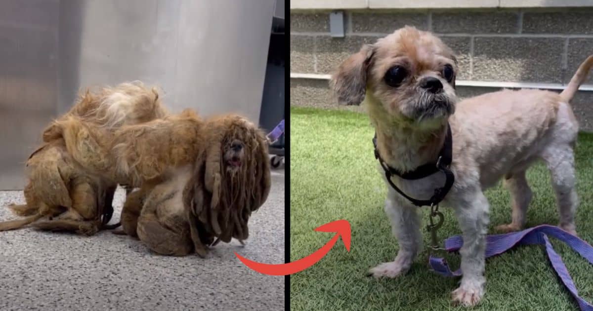 Extremely Matted Dog Transforms Into The Cutest Pup
