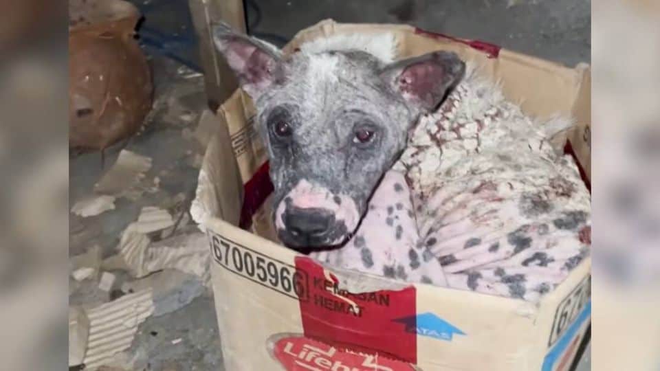 Bare Skinned Pup Curled Into a Tiny Box Until Kindness Finally Found Her
