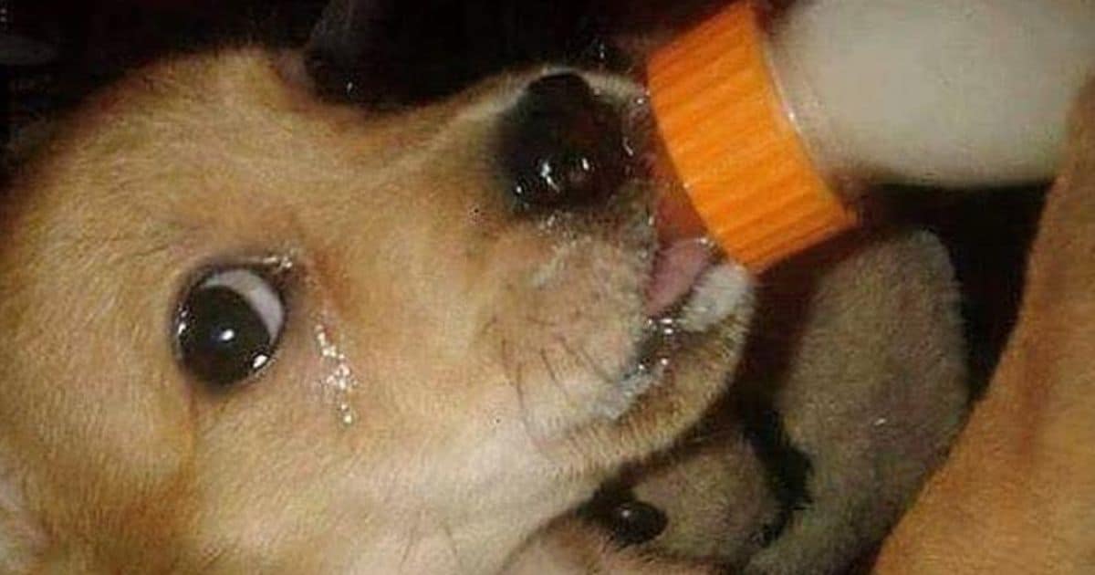 From Despair To Hope: A Starving Dog’s Heartfelt Journey To Recovery