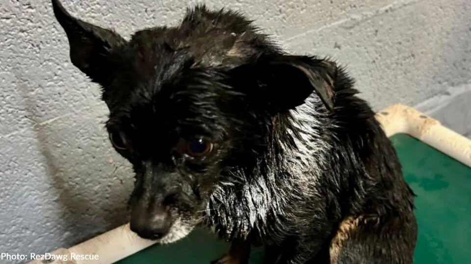 Tiny Chihuahua Rusty Fought To Stay Alive After A Brutal Attack