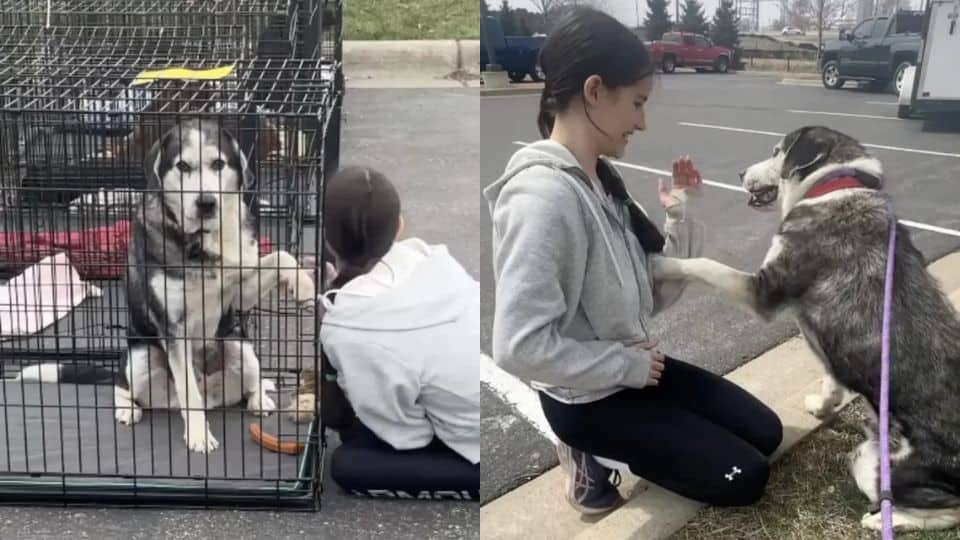 Senior Dog Overlooked For Years Finally Finds A Forever Home Thanks to One Special Girl