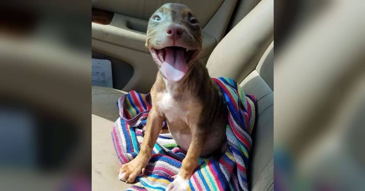Happiest Puppy Can’t Stop Wagging Her Tails When She Leaves The Shelter