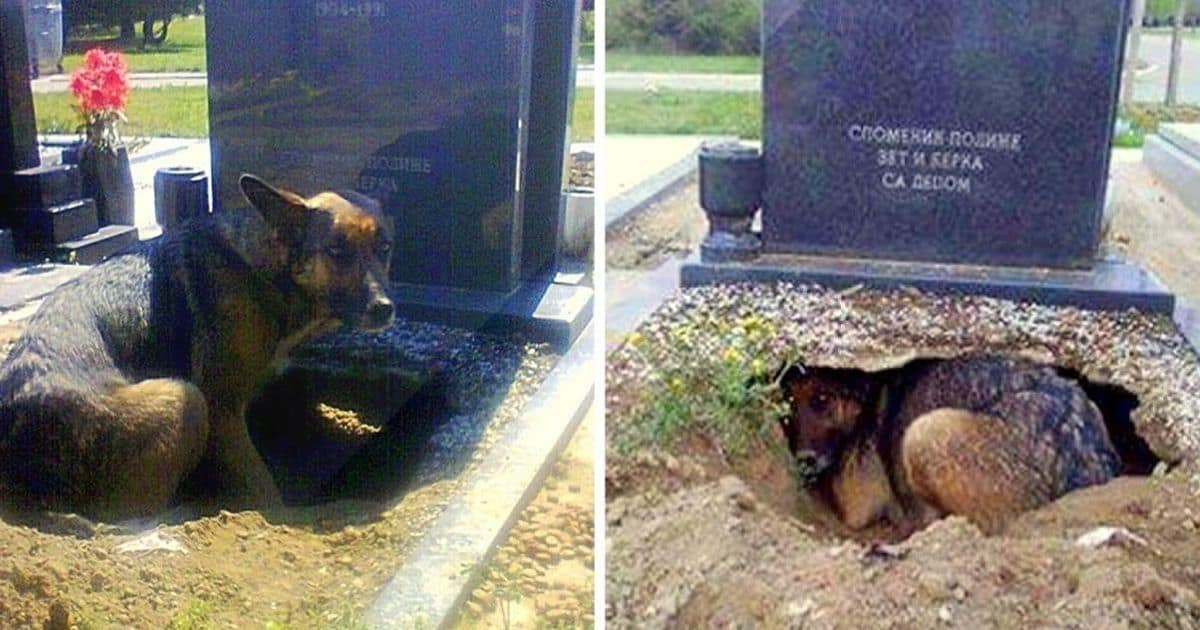 Dog Digs A Huge Hole Under Grave, But It’s Not For Any Deceased Owner