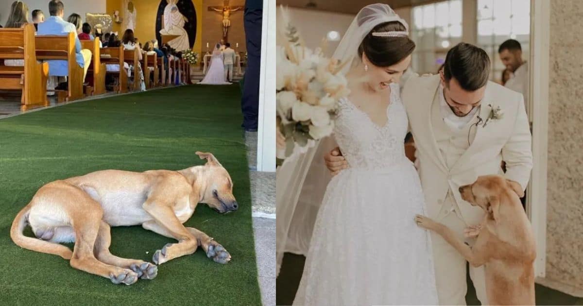 Stray Pup With Injury Crashes Wedding And Finds Love In The Arms Of The Newlyweds