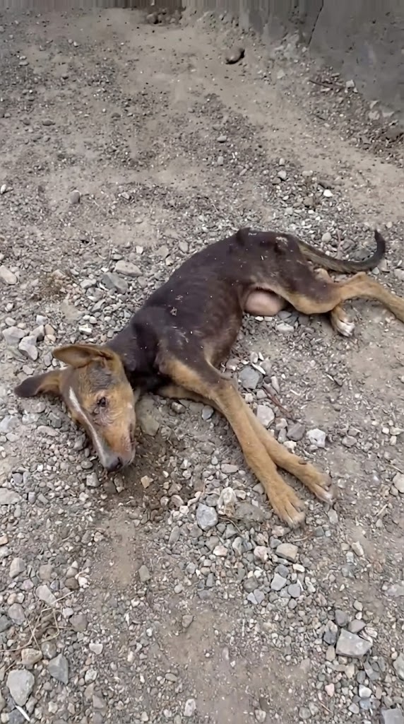 She Collapsed Beside a Busy Road — But One Tiny Tail Wag Meant She Wasn’t Ready to Die