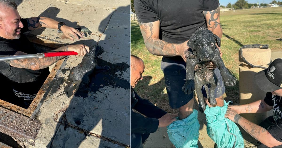 Officers Were Shocked To Find A Helpless Pup Stranded in Sewage Drain Covered In Sludge