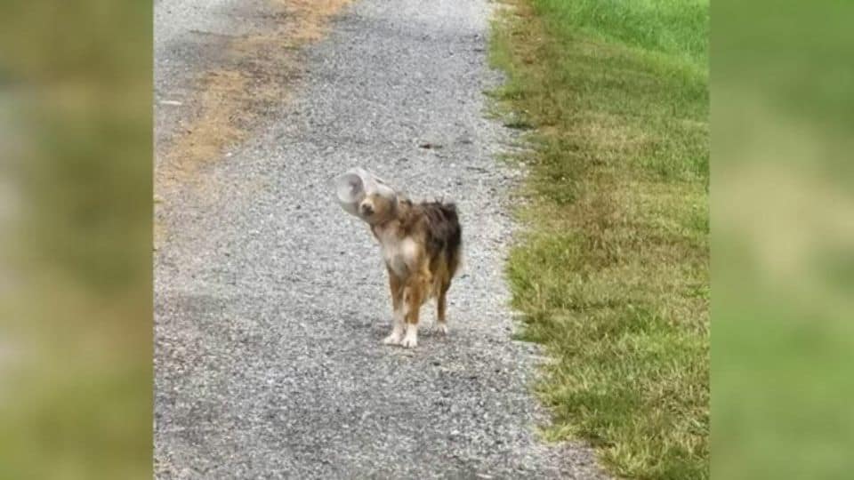 Stray Dog Freed After Days With Head Stuck In Cheese Ball Bucket