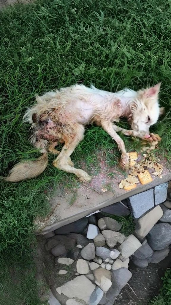 She Lay Hidden in an Empty Lot, Waiting to Be Seen — Until One Woman Finally Stopped