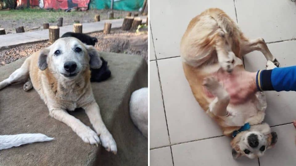 After 14 Years Of Waiting, Senior Shelter Dog Finally Finds His Forever Home