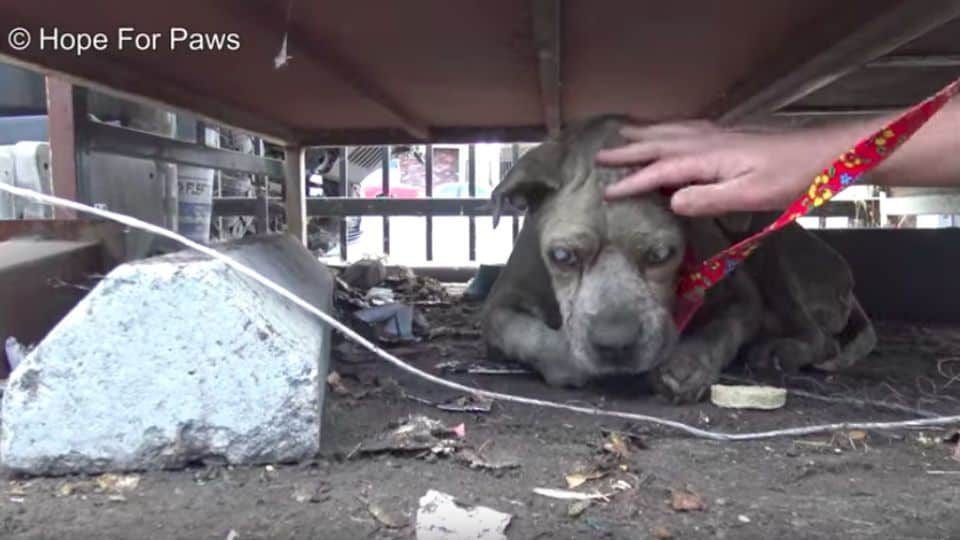 Rescuers Find Blind Dog Living Under Dumpster and Give Him a New Beginning