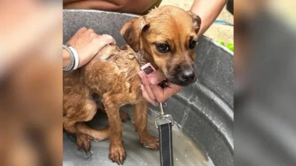 Woman Rescues Abandoned Pup Tied To A Wall, Gives Her A New Life And A Forever Home