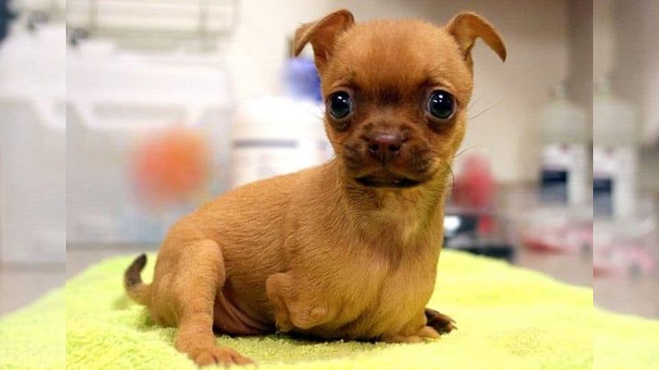 Tiny Dog Born Without Front Legs Goes From Street to Forever Home