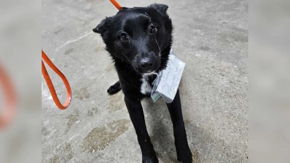 Abandoned Dog Found in Michigan Parking Lot with Heartbreaking Note Finds New Family