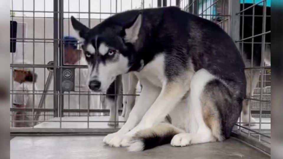 Husky Surrendered For Being ‘Too Much’ Trembles In Shelter Until Love Finds Her
