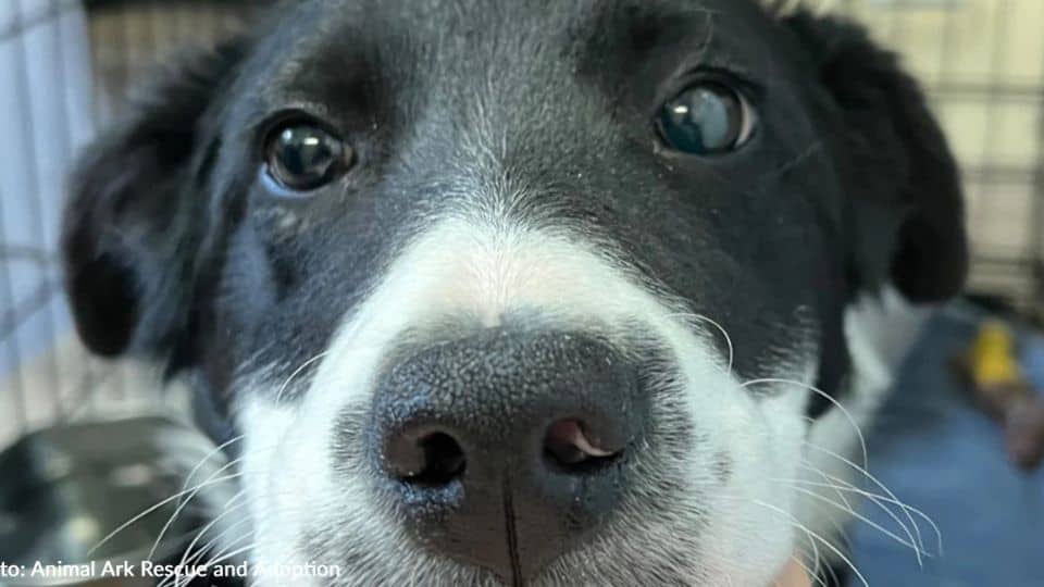 Injured Puppy Struggled to Walk Until Kind Strangers Gave Her a Second Chance