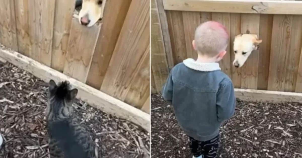 Family’s New House Comes with a Delightful Surprise They Never Expected
