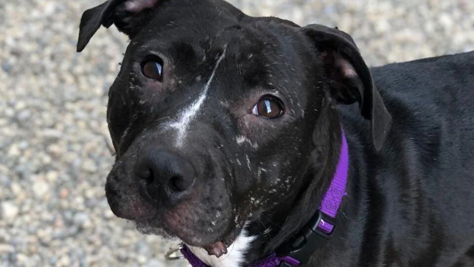 Shelter Dog With a Broken Past Finally Gets the Happy Ending She Deserved