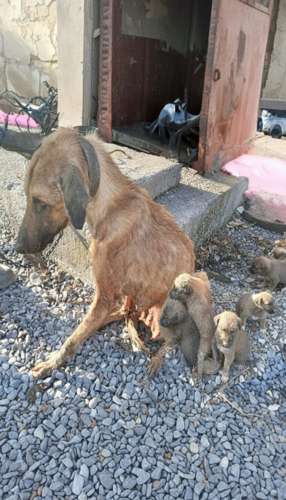 Their Mother Held On Just Long Enough — Then Another Dog Did Something No One Expected