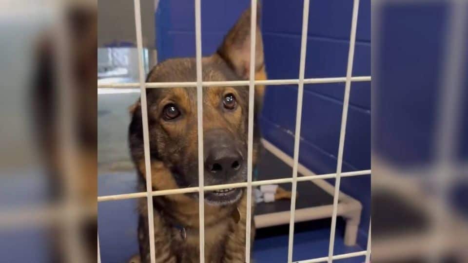 Ginger the One-Eared Dog Finds Her Forever Home After Heartbreaking Abandonmen