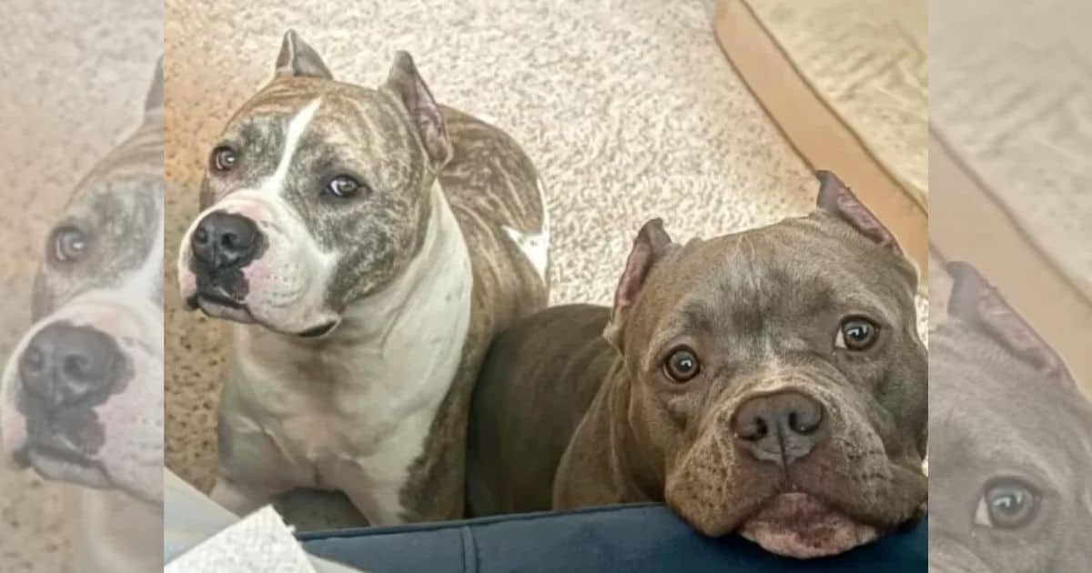 How Two Rescue Dogs Found Love and Healing Together After Their Rough Past