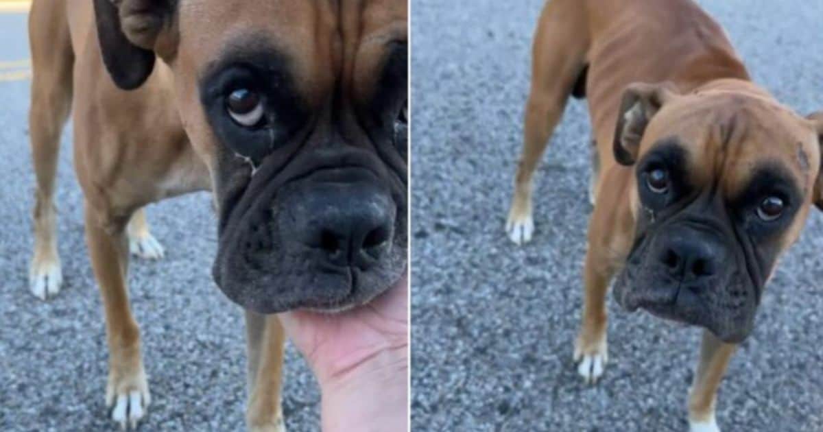 Stray Boxer Melts Hearts After Finally Experiencing the Joy of Cuddles
