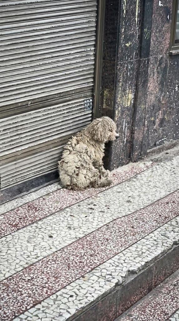 She Was Trembling in the Snow After Losing Her Babies — Until One Man Stopped and Refused to Walk Away
