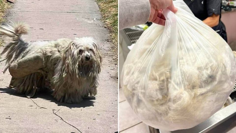 Lost Dog Saved From Heatwave Reunites With Family After Painful Mats Are Removed