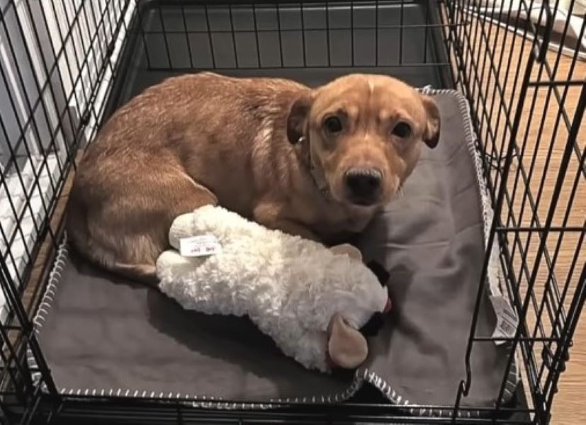 Sweet Boogie Had Just Two Hours Left When His Guardian Angel Walked Through The Door
