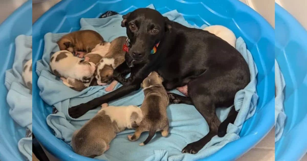 Seven Abandoned Puppies Find Hope and Homes After Being Discovered in a Cold Box