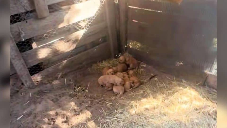 A Forgotten Golden Retriever Family Held On Until Love Returned Again