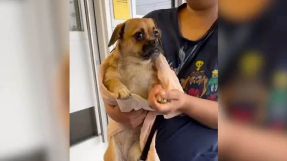 Heartbroken Pup Realizes She’s Being Left Behind At Shelter, But Finds A New Home Filled With Love